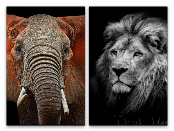 2 Bilder je 60x90cm Elefant Löwe Afrika Löwenkopf Wild Raubkatze Stoßzähne