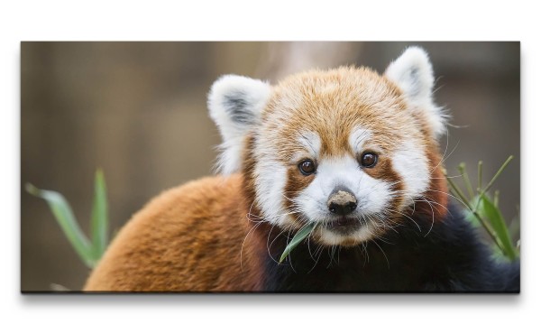 Leinwandbild 120x60cm Kleiner süßer Roter Panda Niedlich Lieblich Herzlich