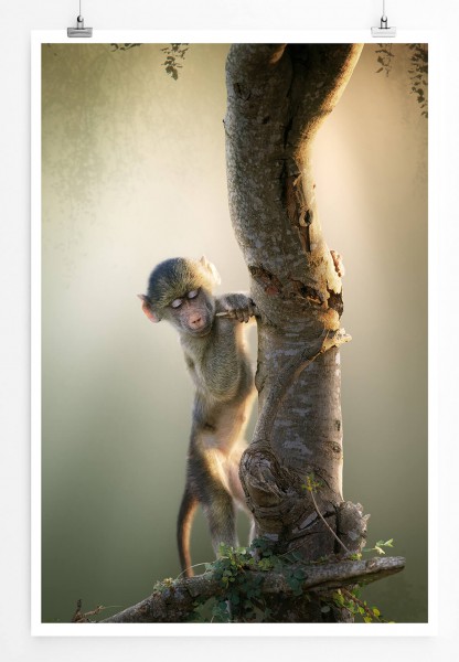 Tierfotografie  Baby Bärenpavian am Baum 60x90cm Poster