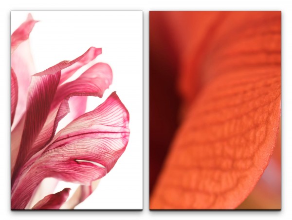 2 Bilder je 60x90cm Blüte Rosa Makro Rot Blumen Hippeastrum Amaryllis
