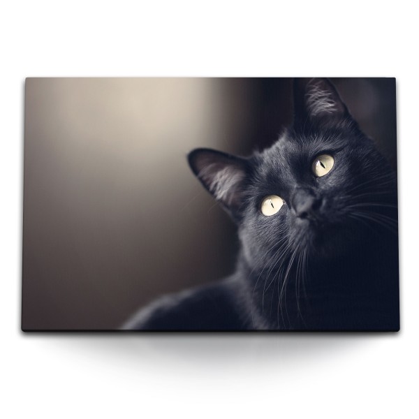 120x80cm Wandbild auf Leinwand Schwarze Katze Hauskatze Katzenaugen Tierfotografie