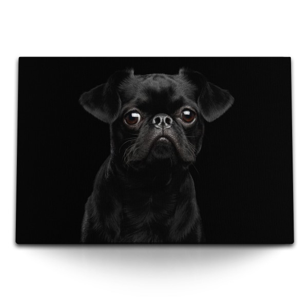 120x80cm Wandbild auf Leinwand Kleiner schwarzer Mops Hund Welpe Tierfotografie
