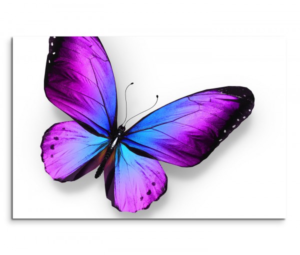 120x80cm Wandbild Schmetterling blau violett