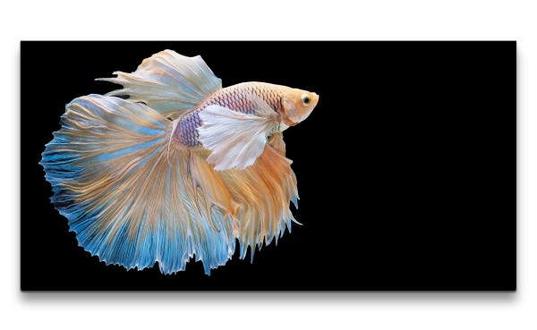 Leinwandbild 120x60cm Siamesische Kampffisch Schön Fotokunst Fisch