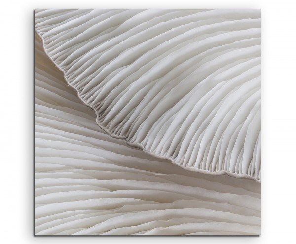 Wandbild Naturfotografie Gruppe von Pilzen auf Leinwand 