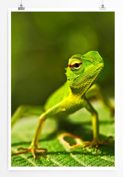 Tierfotografie  Grüne Eidechse aus Sri Lanka 60x90cm Poster