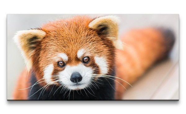 Leinwandbild 120x60cm Kleiner roter Panda Süß Niedlich Knuddelig Flauschig