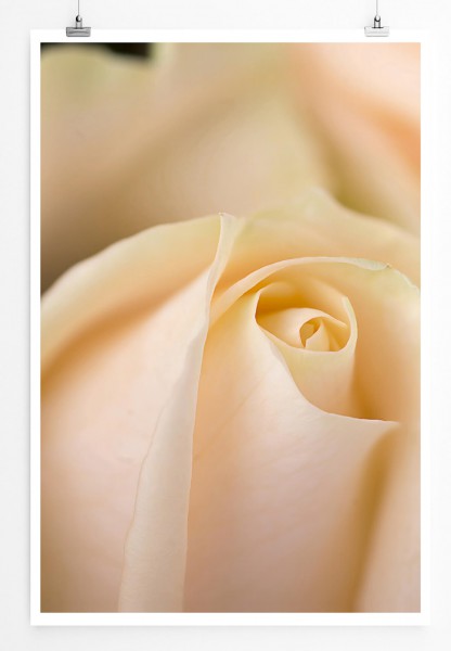 60x90cm Poster Naturfotografie  Helle zarte Rose im Detail