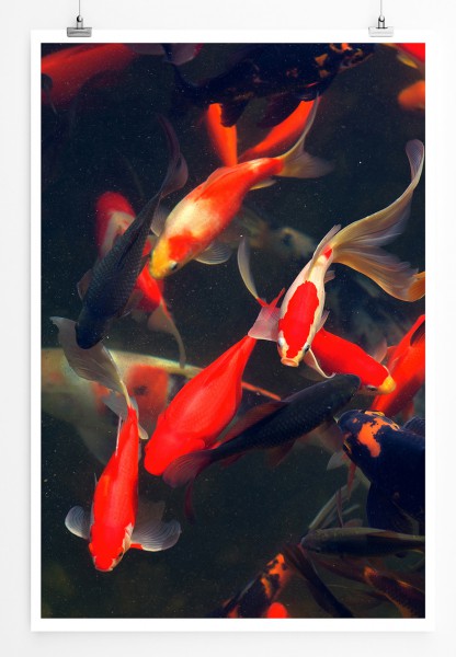90x60cm Poster Tierfotografie Wunderschöne rote und orange Koi Karpfenfische 