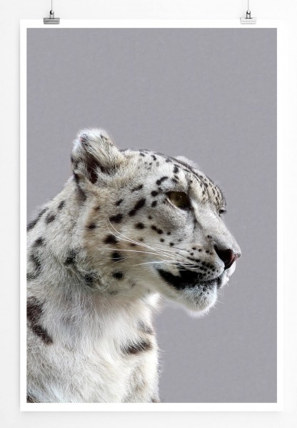 60x90cm Tierfotografie Poster Junger männlicher Schneeleopard von der Seite