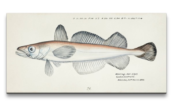 Remaster 120x60cm Alte Fisch Illustration Kunstvoll Dekor Forschung Evolution