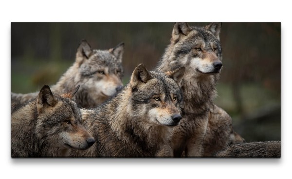 Leinwandbild 120x60cm Wölfe Wolfsrudel Rudel Wild Wildnis schöne Tiere