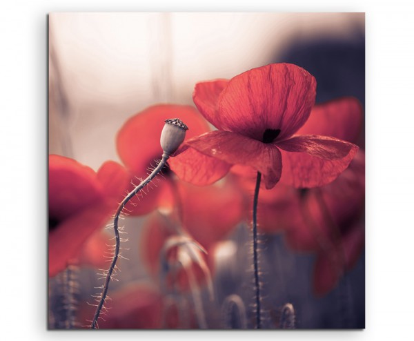 Naturfotografie – Gruppe roter Mohnblüten auf Leinwand