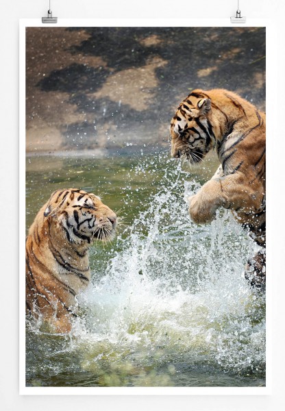 60x90cm Tierfotografie Poster Anmutige Tiger im Wasser