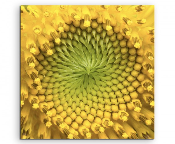 Naturfotografie – Nahaufnahme einer Sonnenblumen auf Leinwand