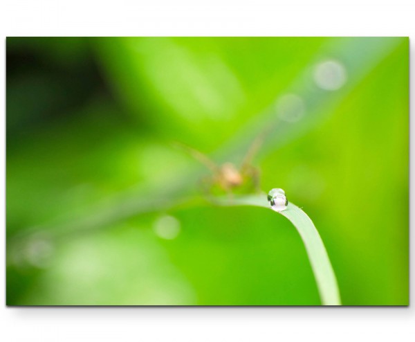 Wassertropfen + Hintergrund in Grasgrün - Leinwandbild