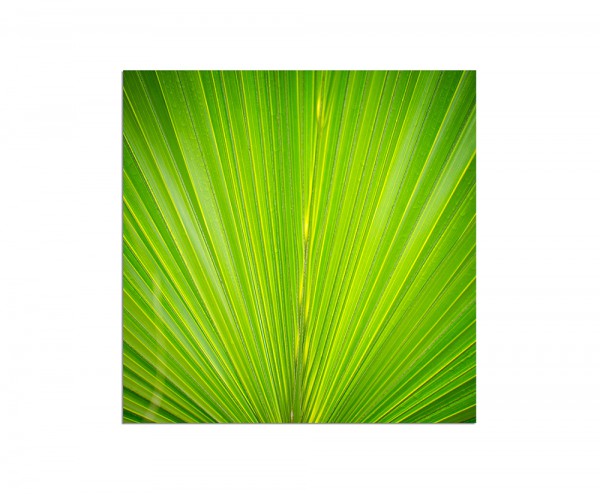 80x80cm Palmblatt grün