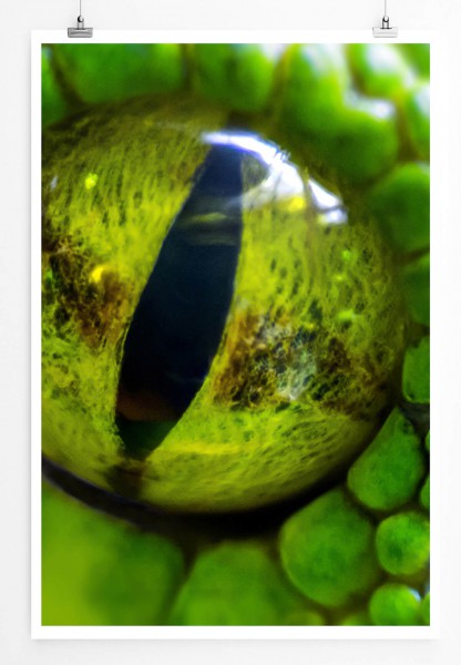 Tierfotografie 60x90cm Poster Detailaufnahme eines Auges der grünen Pythonschlange