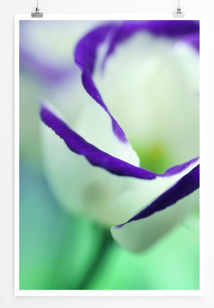 60x90cm Poster Naturfotografie  Weiße Blüte mit lila Rand
