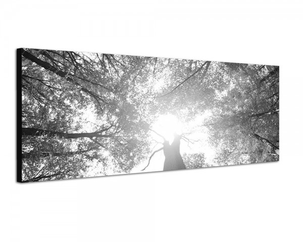 150x50cm Wald Baumkronen Frühling Sonnenstrahlen