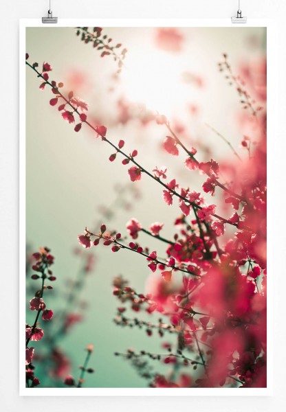 60x90cm Naturfotografie Poster Kirschbaum im Sonnenlicht