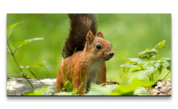 Leinwandbild 120x60cm Eichhörnchen Süß Niedlich Natur Lieblich