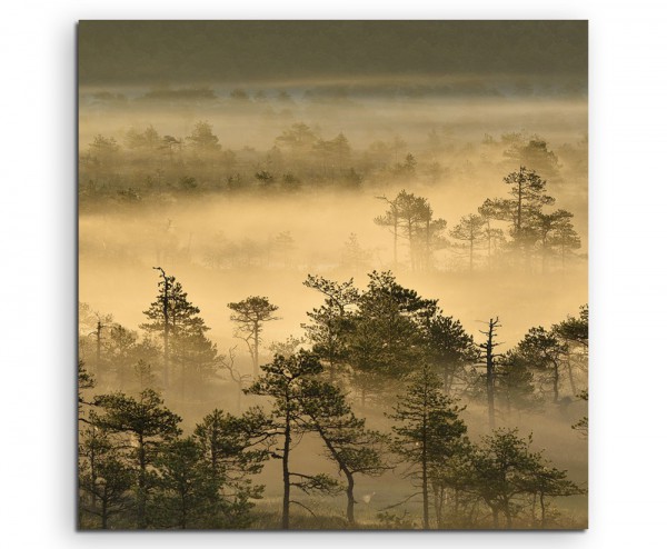 Landschaftsfotografie – Goldener Waldmorgen bei Sonnenaufgang auf Leinwand