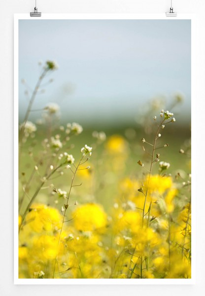 60x90cm Poster Landschaftsfotografie  Wiese mit gelben Blumen