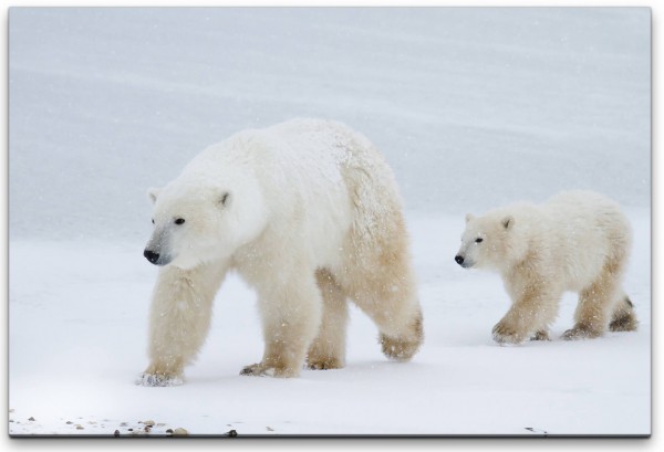 Eisbären im Schnee Wandbild in verschiedenen Größen
