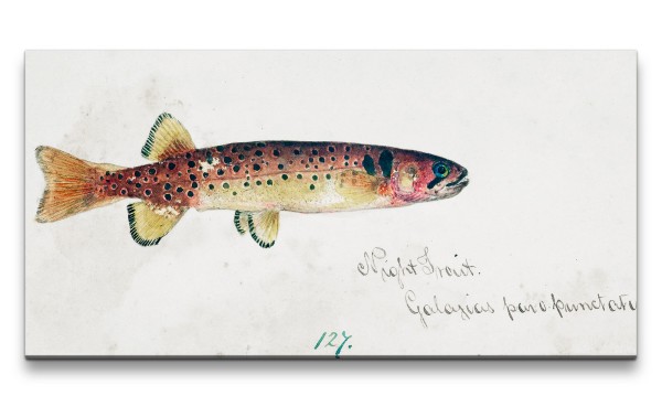 Remaster 120x60cm Alte Fisch Illustration Kunstvoll Dekor Forschung Evolution