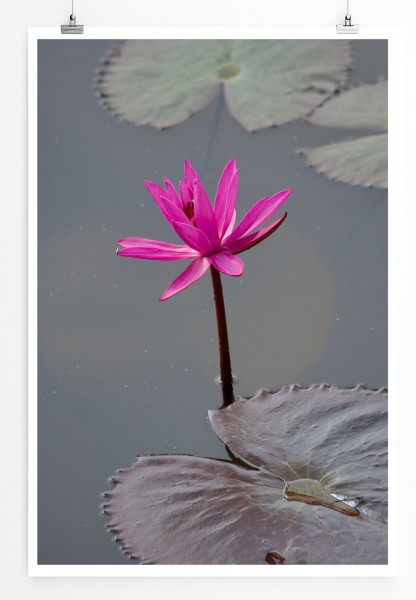 Naturfotografie  Pinker Lotus im Wasser 60x90cm Poster