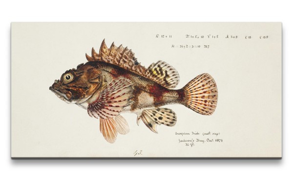 Remaster 120x60cm Monströser Tiefseefisch Fisch alte Illustration Vintage Kunstvoll Evolution
