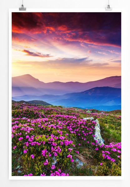 90x60cm Poster Magisch pinke Rhododendronwiese Ukraine