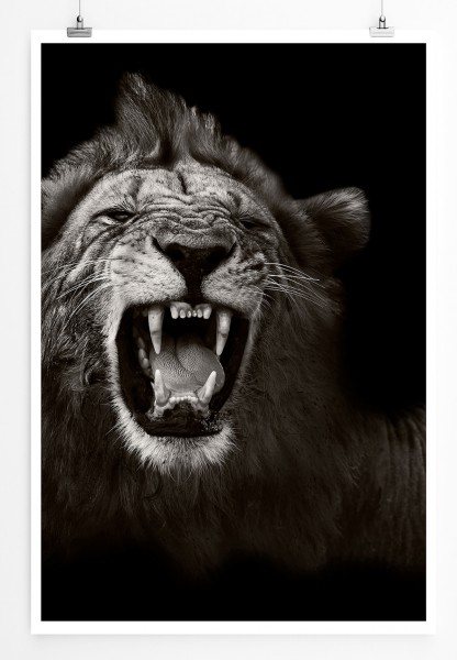 90x60cm Poster Tierfotografie Brüllender afrikanischer Löwe schwarz weiß