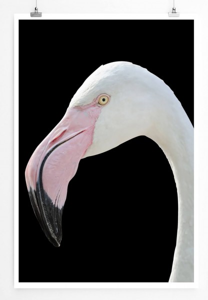 Tierfotografie 60x90cm Poster Nahporträt eines weißen Flamingo