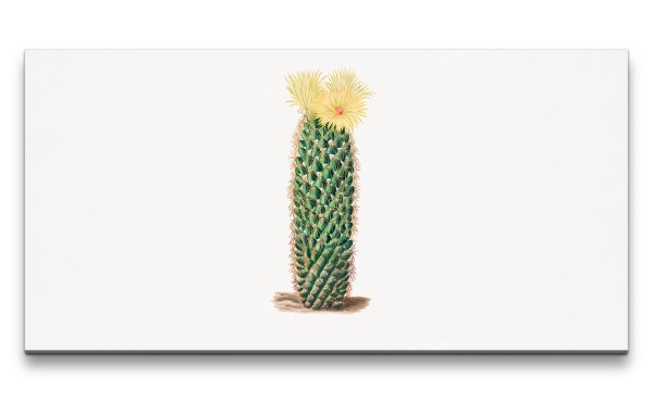 Remaster 120x60cm Wunderschöne botanische Illustration Kaktus mit Blüte Kunstvoll