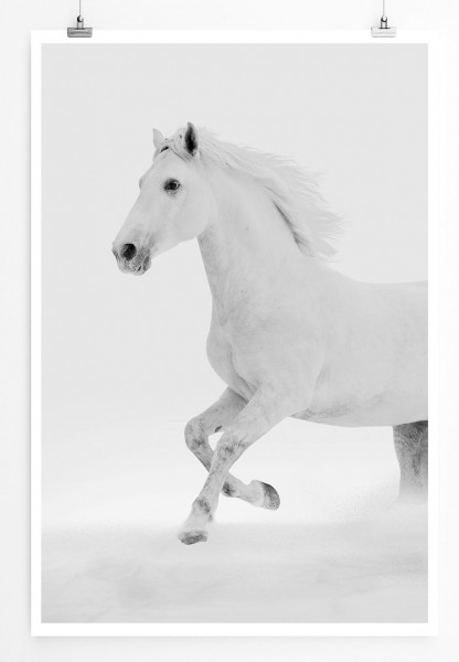60x90cm Tierfotografie Poster Weißes Pferd im Schnee 
