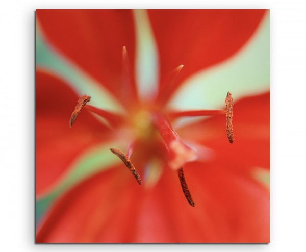 Naturfotografie  Rote Blüte auf Leinwand exklusives Wandbild moderne Fotografie für ihre Wand in vi