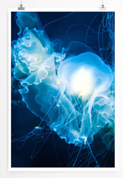 Tierfotografie 60x90cm Poster Leuchtend weiß blaue Quallen
