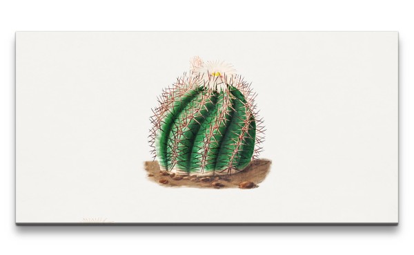 Remaster 120x60cm Illustration Kaktus mit Blüte Kunstvoll Dekorativ