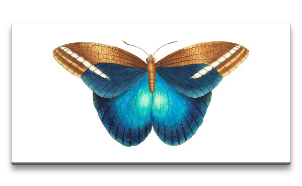 Remaster 120x60cm Wunderschöner Schmetterling Illustration Farbenfroh Kunstvoll