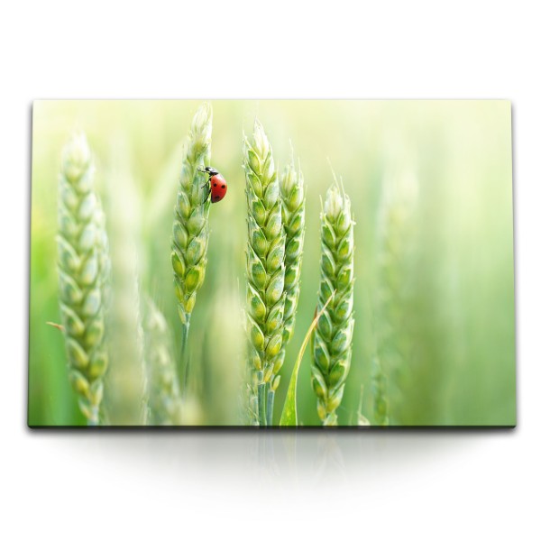 120x80cm Wandbild auf Leinwand Grün Natur Weizen Weizenhalme Marienkäfer