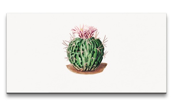Remaster 120x60cm Wunderschöner Kaktus mit Blüte Kunstvoll Dekorativ Minimal