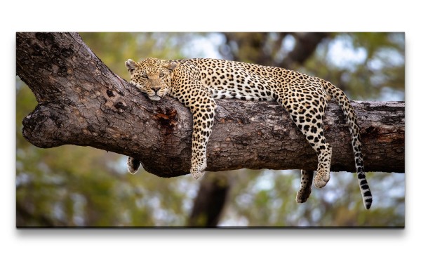 Leinwandbild 120x60cm Leopard döst im Baum Raubkatze Großkatze Wildnis Afrika