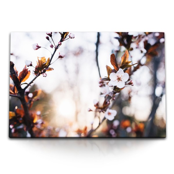 120x80cm Wandbild auf Leinwand Baumblüten Blüten Frühling Baum Sonnenschein