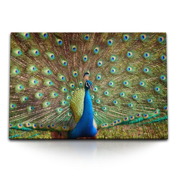 120x80cm Wandbild auf Leinwand Pfau Federkleid Tierfotografie Farbenfroh Bunt
