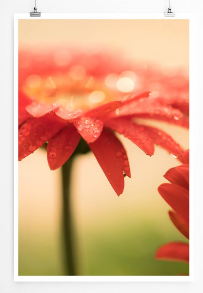 60x90cm Poster Naturfotografie  Rote Gerbera Blumen