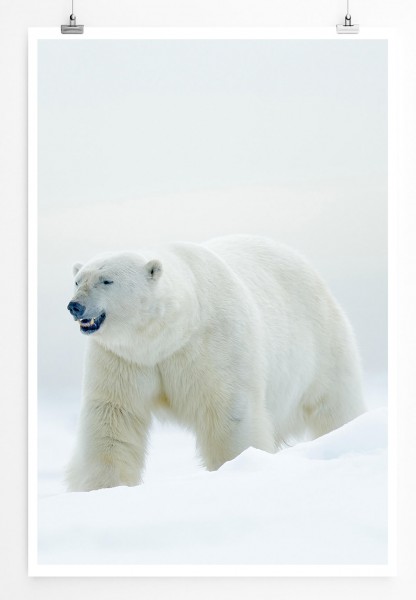 Tierfotografie  Eisbär in weißer Schneelandschaft 60x90cm Poster