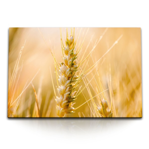 120x80cm Wandbild auf Leinwand Weizen Getreide Sommer Feld Natur Makro