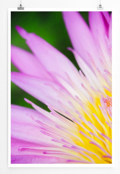 60x90cm Naturfotografie Poster Nahaufnahme einer pinken Lotusblume 